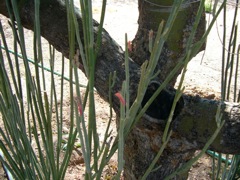 Pedilanthus macrocarpus 